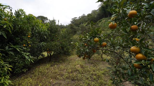 新竹峨眉農地-9