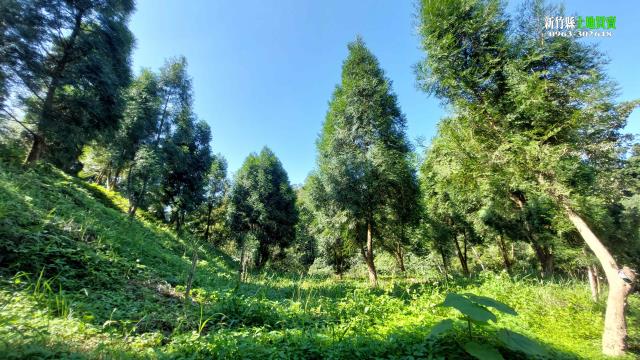北埔農地-10
