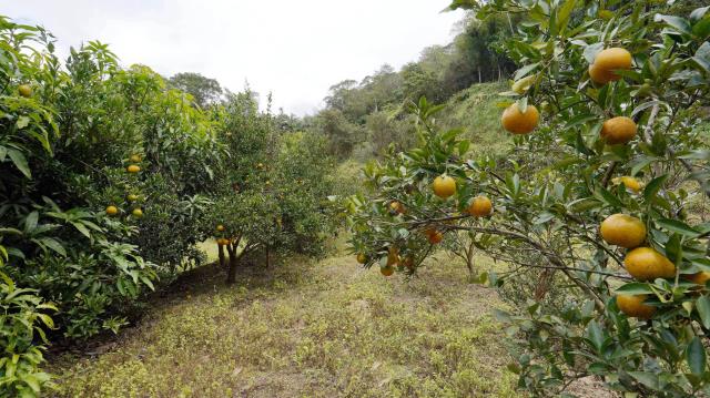 峨眉農地-8