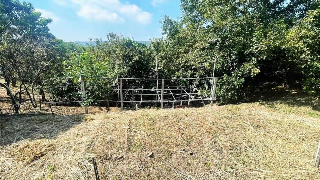 新埔農地-2
