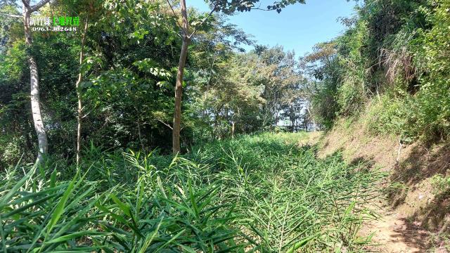 北埔農地-13