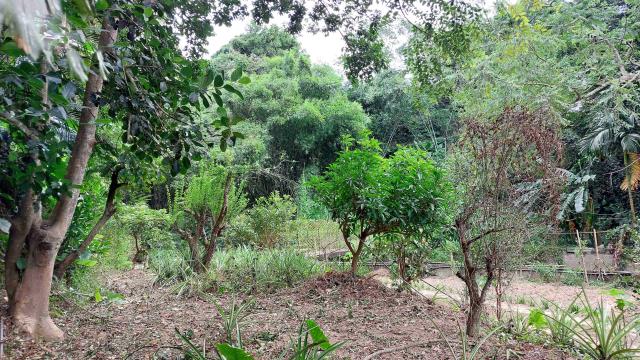 新竹峨眉農地-4