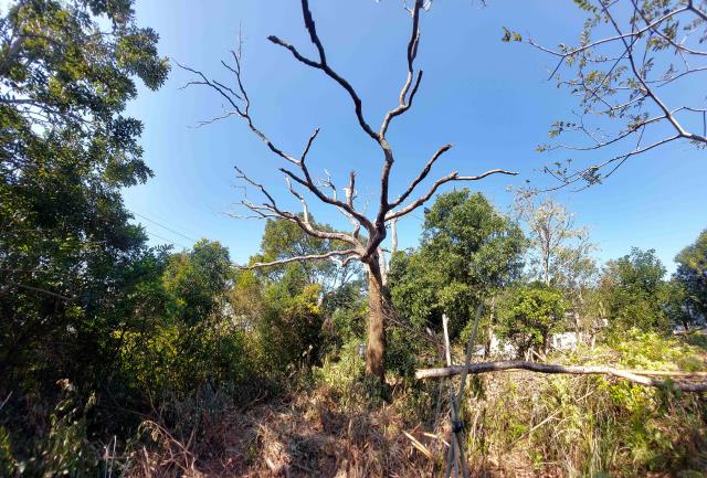 新竹新埔農地-12