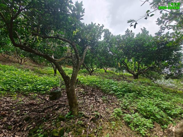 新竹北埔農地-10