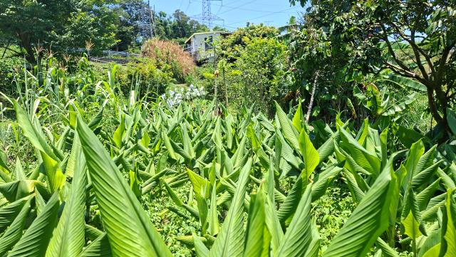 峨眉休閒地-4